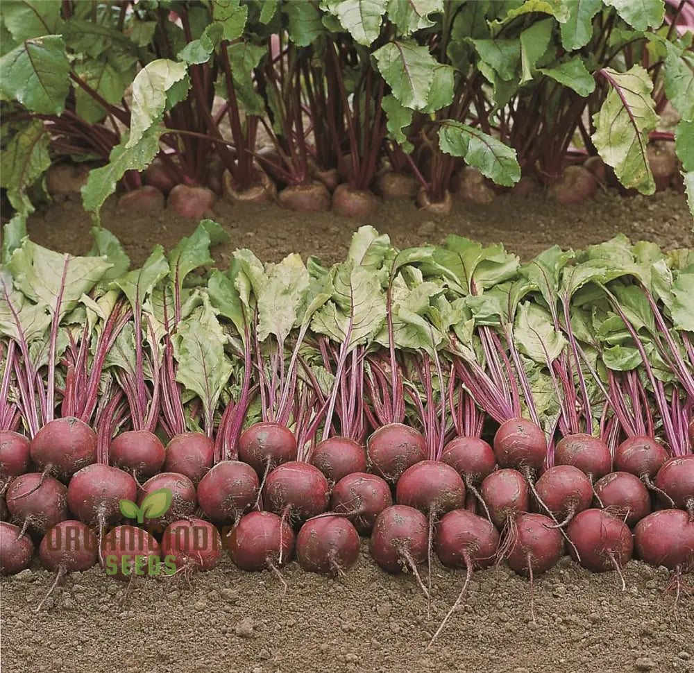 Beetroot Pablo F1 Seeds - Premium Quality Gardening For Your Garden