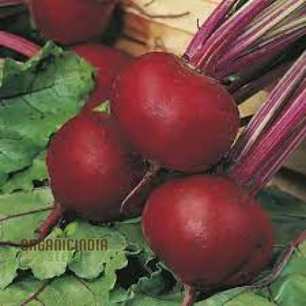 Beetroot Pablo F1 Seeds - Premium Quality Gardening For Your Garden