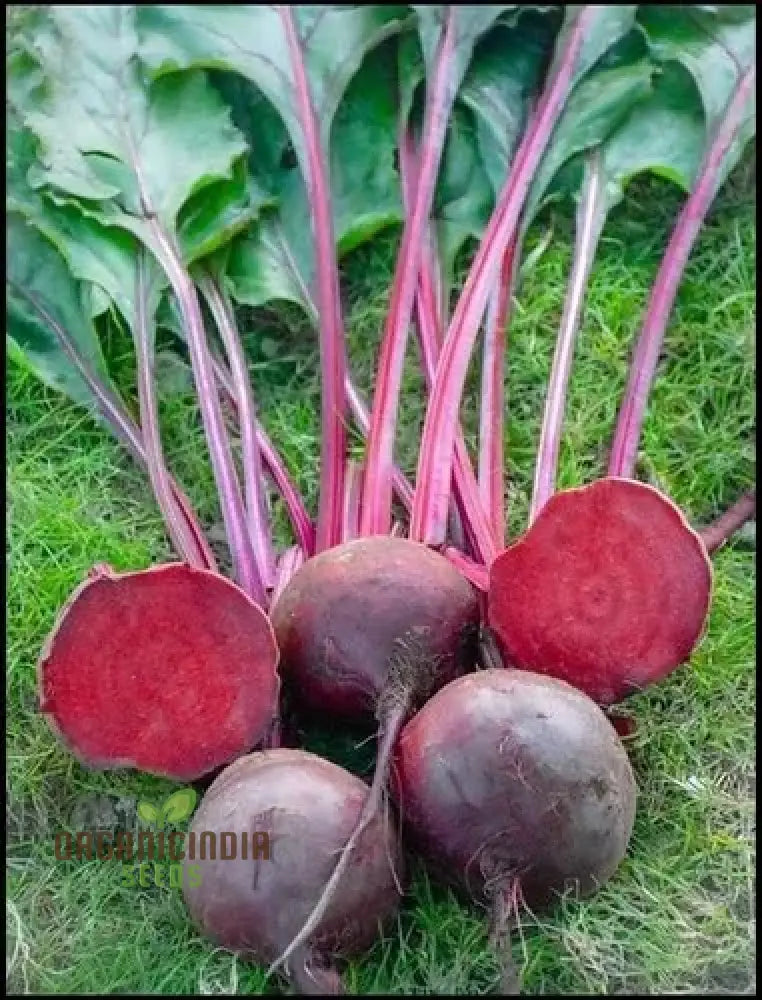 Beetroot Pablo F1 Seeds - Premium Quality Gardening For Your Garden