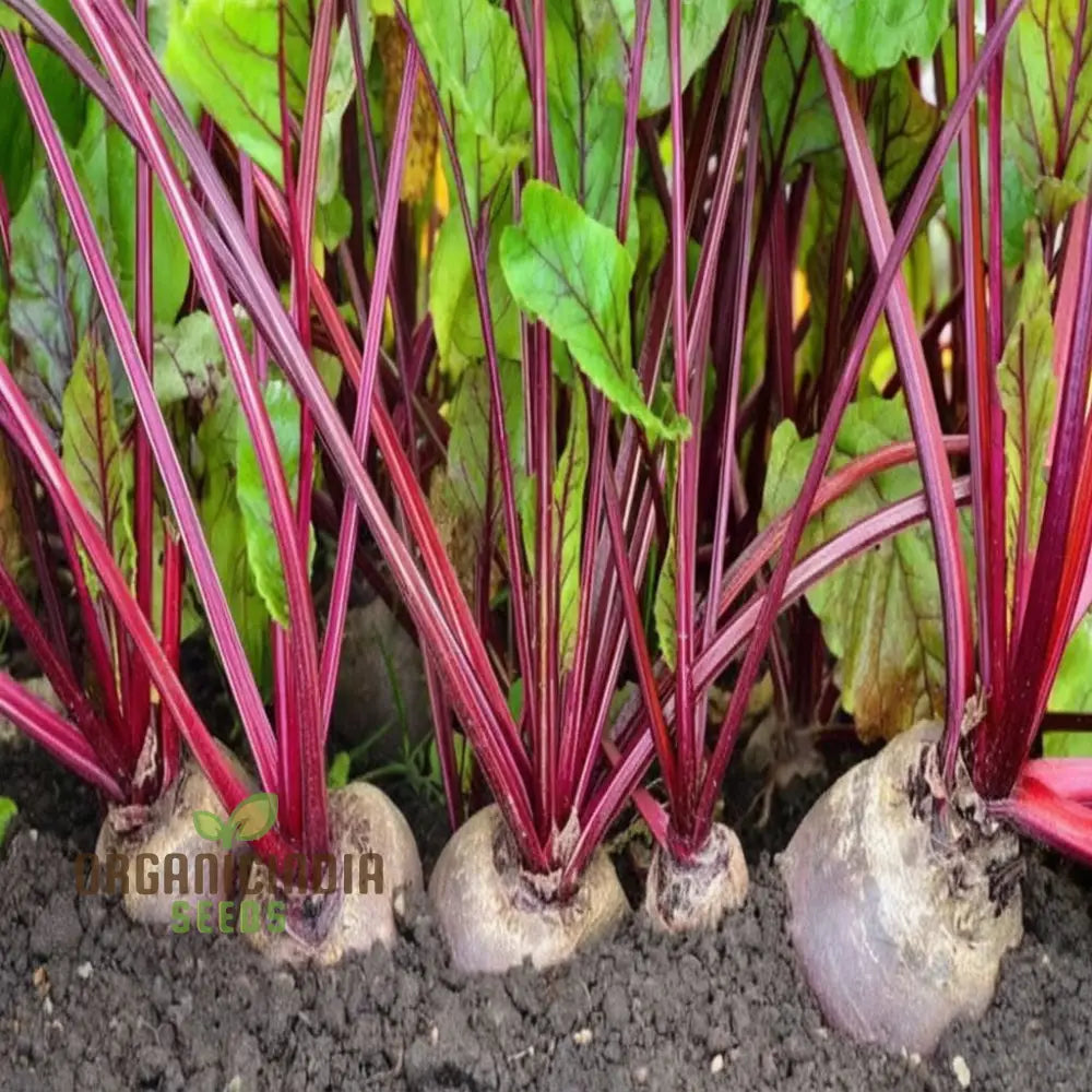 Beetroot Vegetable Seeds Grow Your Own Vibrant And Nutritious Root Vegetables