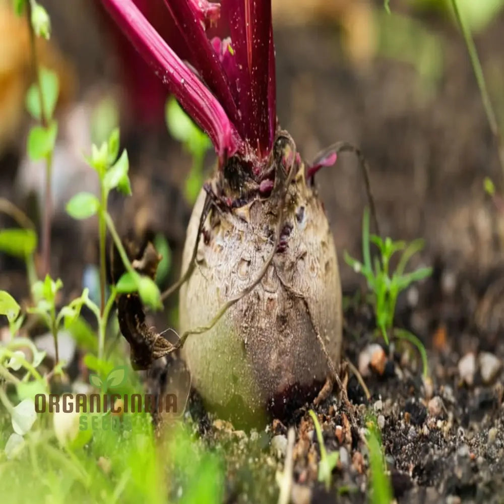 Beetroot Vegetable Seeds Grow Your Own Vibrant And Nutritious Root Vegetables