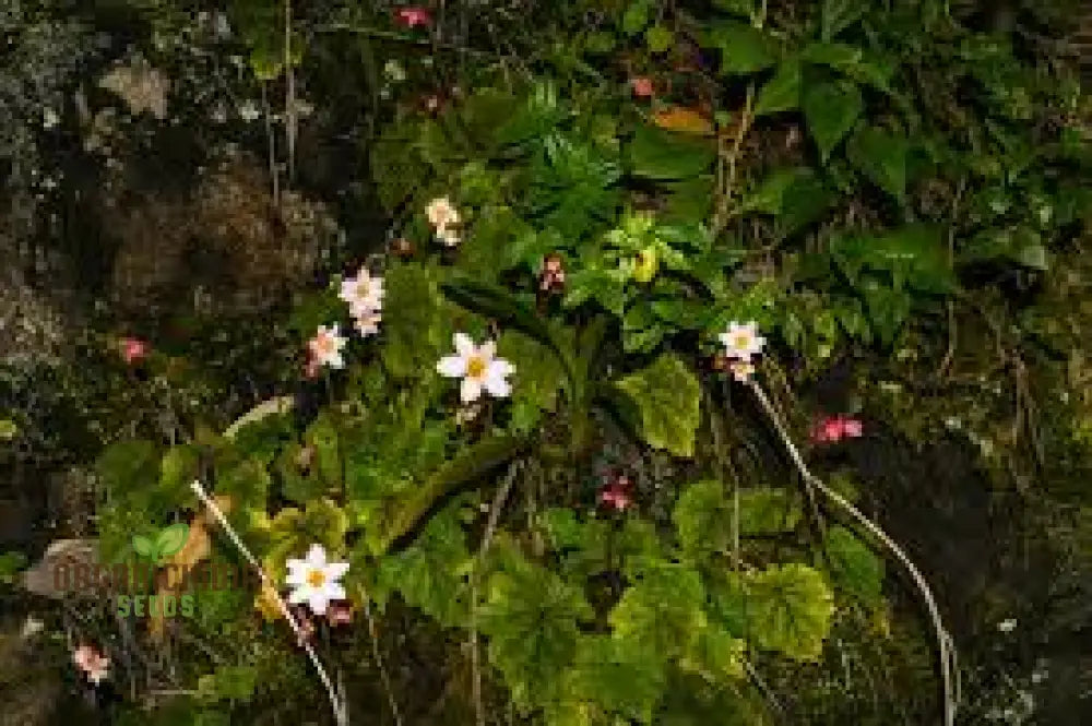 Begonia Aequatorialis Seeds For Planting: Rare Tropical Beauty For Your Garden Oasis – Shop Now!