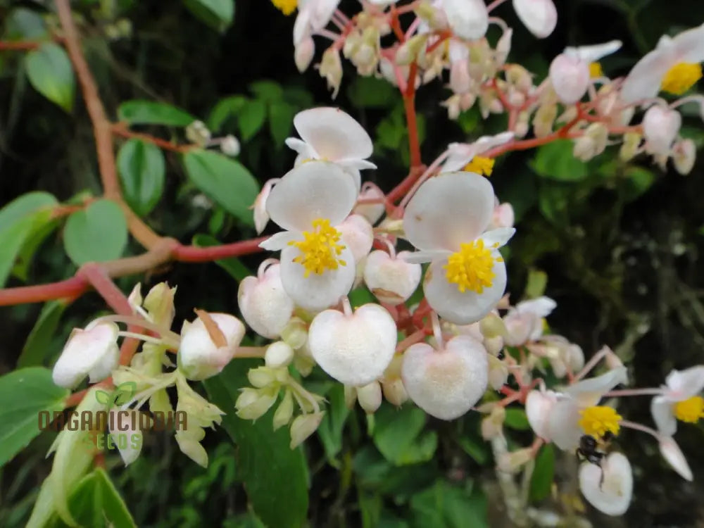 Begonia Aequatorialis Seeds For Planting: Rare Tropical Beauty For Your Garden Oasis – Shop Now!