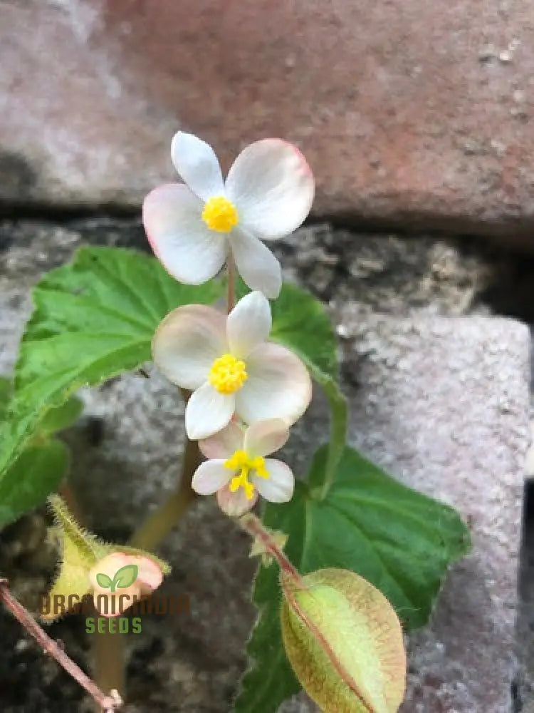 Begonia Aequatorialis Seeds For Planting: Rare Tropical Beauty For Your Garden Oasis – Shop Now!