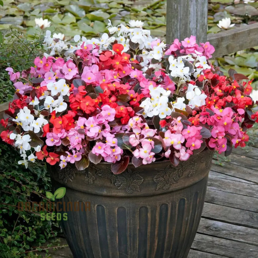 Begonia Cocktail Series Mixed Seeds – Elevate Your Gardening Experience With A Spectacular Array