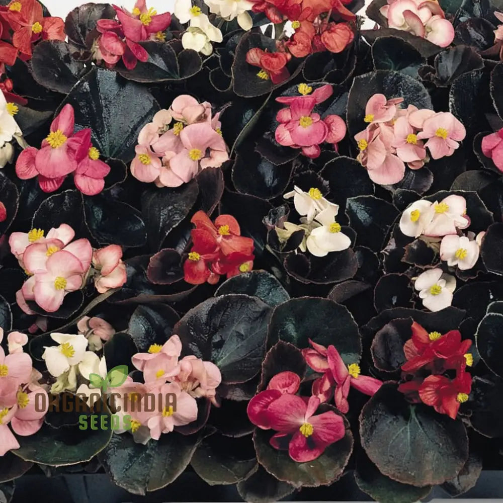 Begonia Cocktail Series Mixed Seeds – Elevate Your Gardening Experience With A Spectacular Array