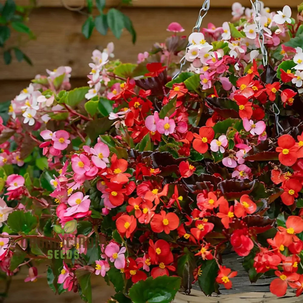 Begonia Cocktail Series Mixed Seeds – Elevate Your Gardening Experience With A Spectacular Array