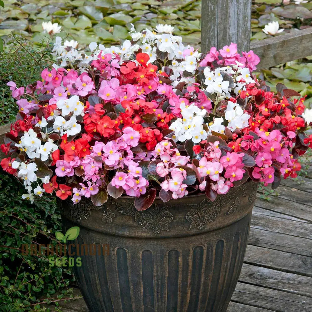 Begonia Flower Seeds For Planting - Semperflorens Mixed Variety For Vibrant And Lush Garden Blooms