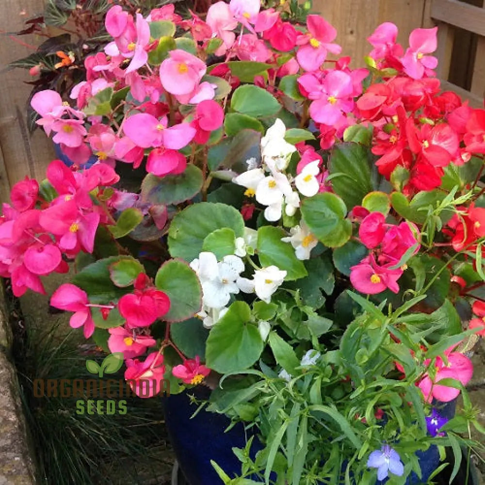 Begonia Flower Seeds For Planting - Semperflorens Mixed Variety For Vibrant And Lush Garden Blooms