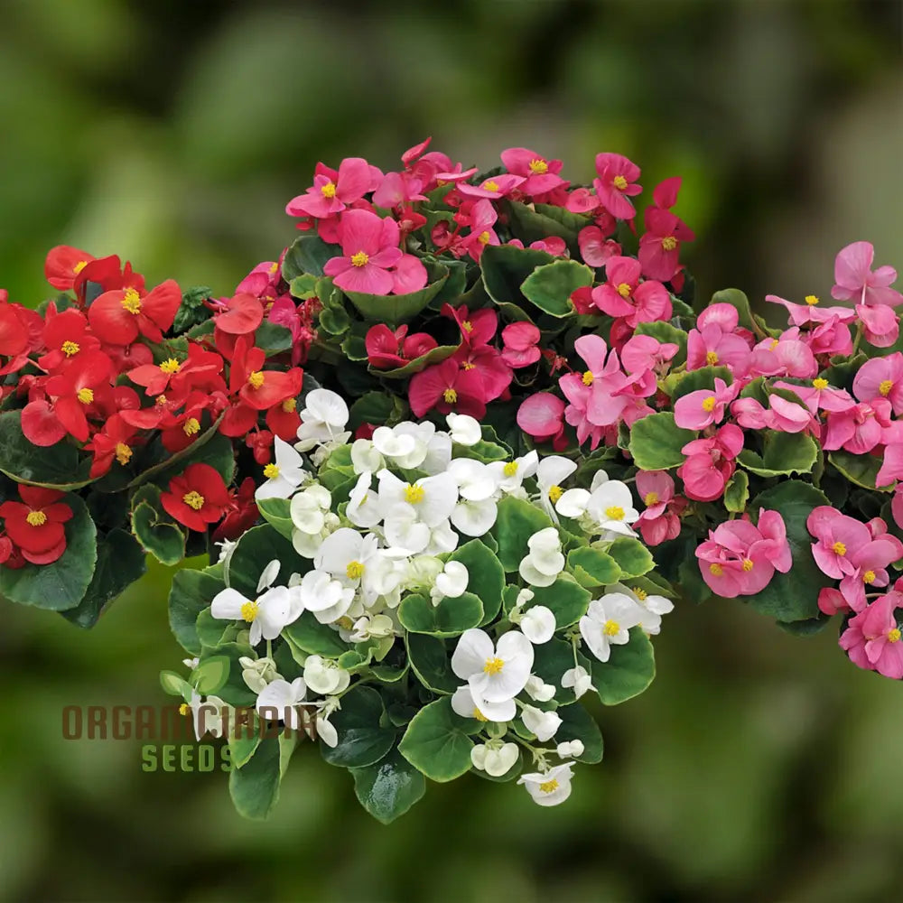 Begonia Flower Seeds For Planting - Semperflorens Mixed Variety For Vibrant And Lush Garden Blooms