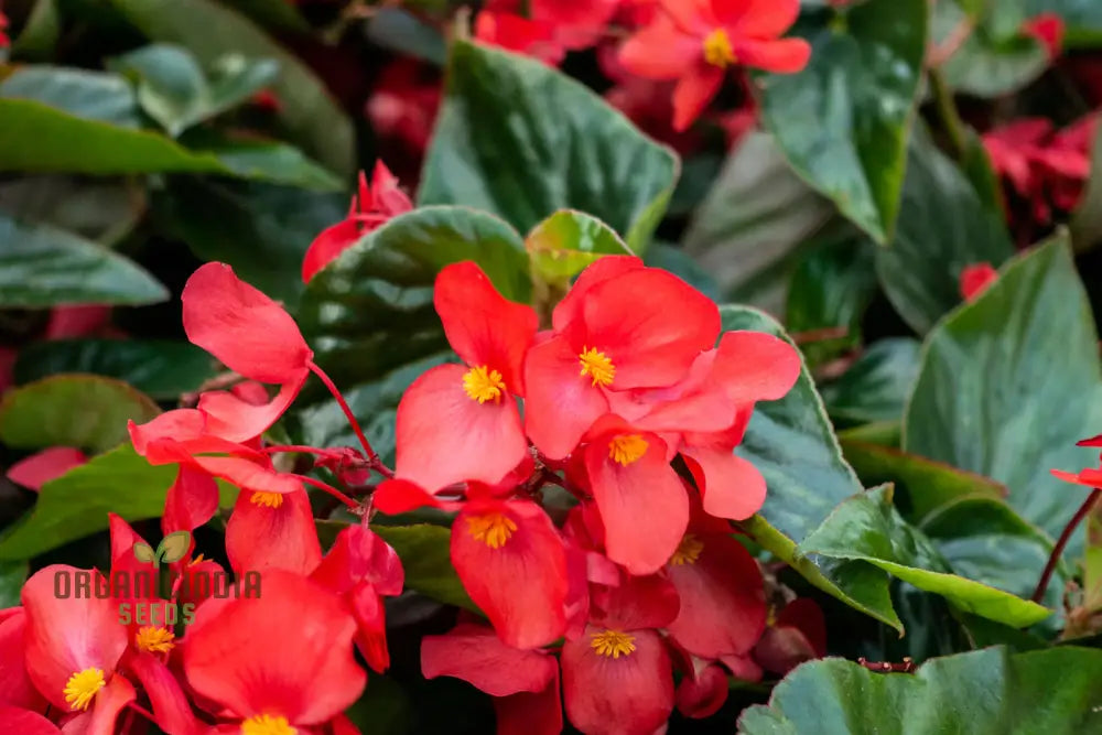 Begonia Flower Seeds For Planting - Semperflorens Mixed Variety For Vibrant And Lush Garden Blooms