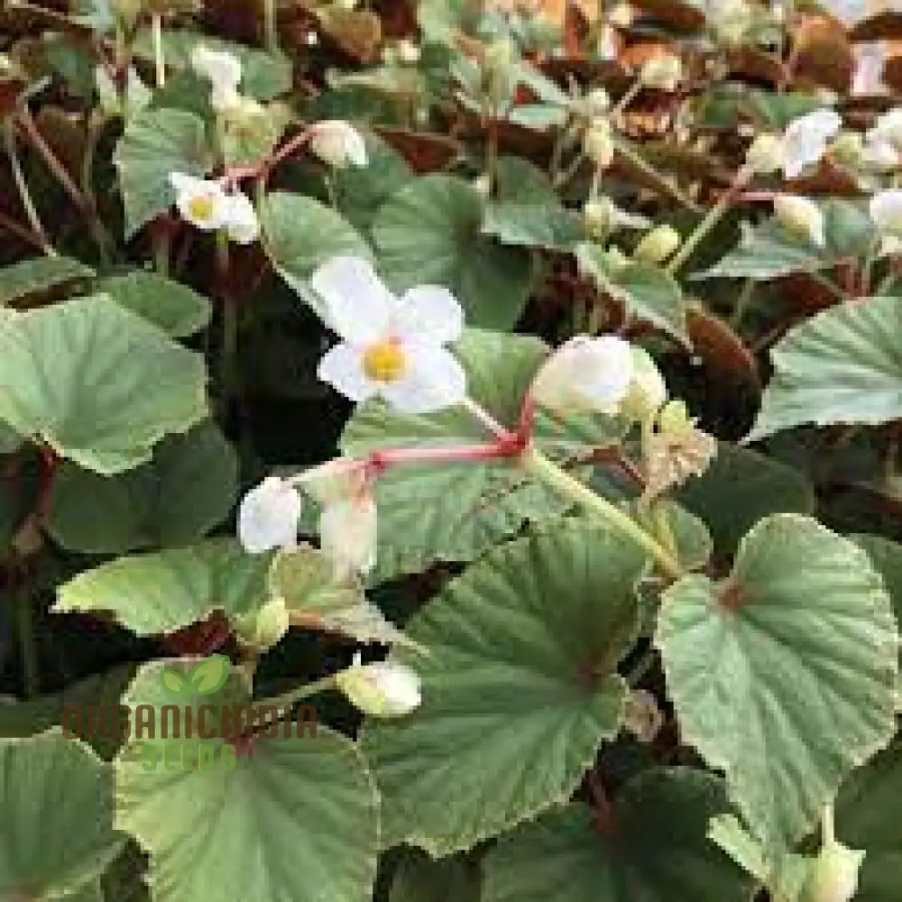 Begonia Grandis Alba Subsp Evansiana Seeds For Planting - Exquisite Gardening Delight For