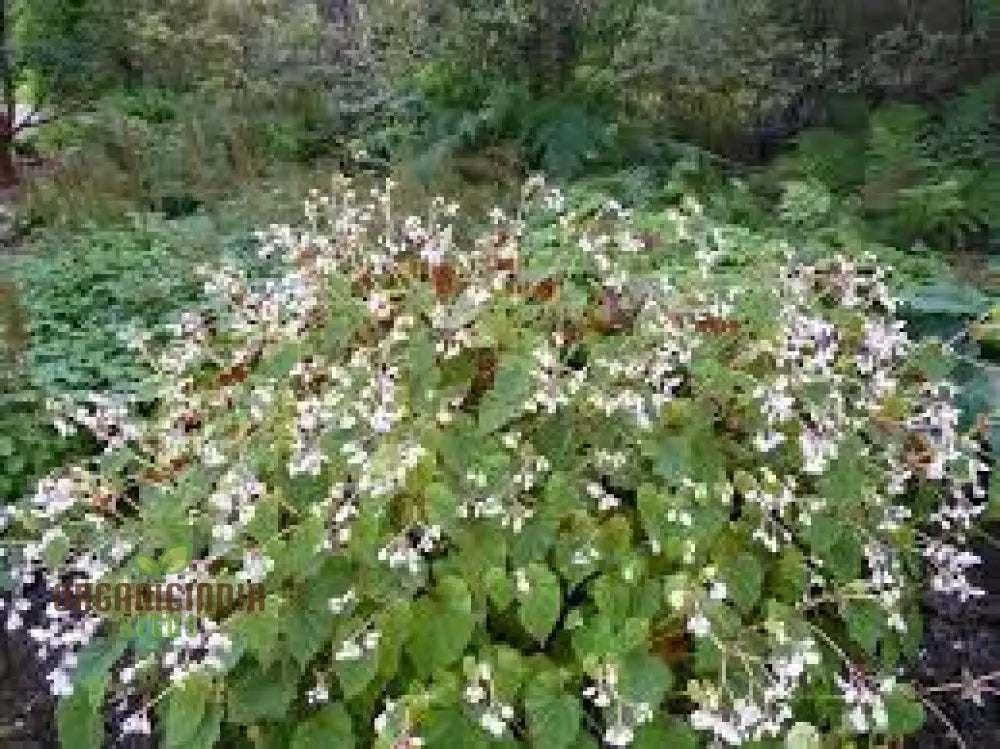 Begonia Grandis Alba Subsp Evansiana Seeds For Planting - Exquisite Gardening Delight For