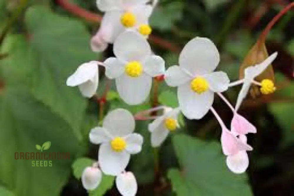 Begonia Grandis Alba Subsp Evansiana Seeds For Planting - Exquisite Gardening Delight For