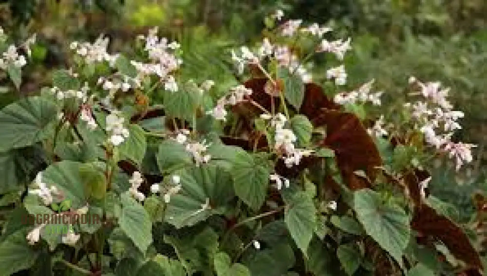 Begonia Grandis Alba Subsp Evansiana Seeds For Planting - Exquisite Gardening Delight For