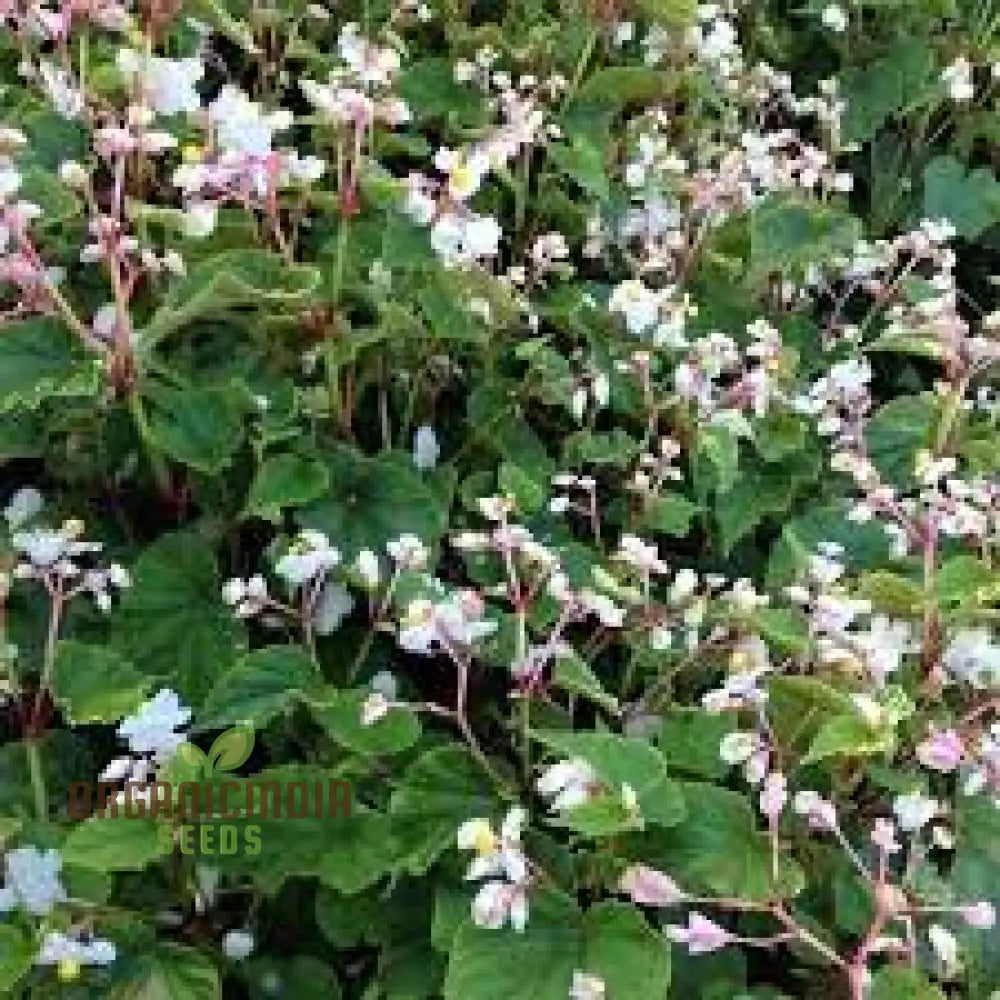 Begonia Grandis Alba Subsp Evansiana Seeds For Planting - Exquisite Gardening Delight For