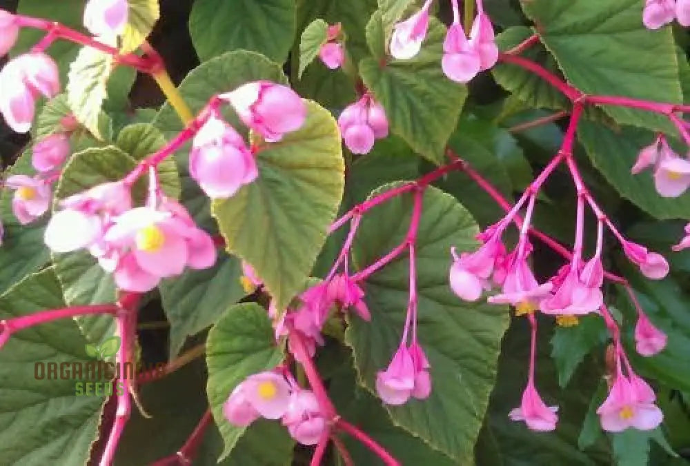 Begonia Grandis Subs Evansiana Seeds For Planting: Elegant Perennial For Enthusiastic Gardeners And