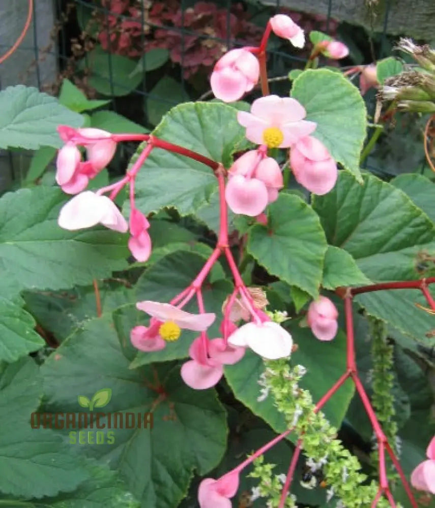 Begonia Grandis Subs Evansiana Seeds For Planting: Elegant Perennial For Enthusiastic Gardeners And