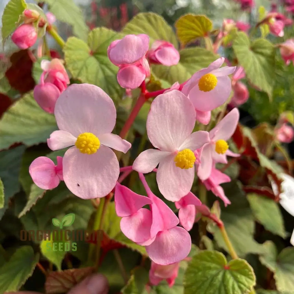 Begonia Grandis Subs Evansiana Seeds For Planting: Elegant Perennial For Enthusiastic Gardeners And