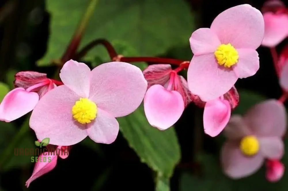 Begonia Grandis Subs Evansiana Seeds For Planting: Elegant Perennial For Enthusiastic Gardeners And