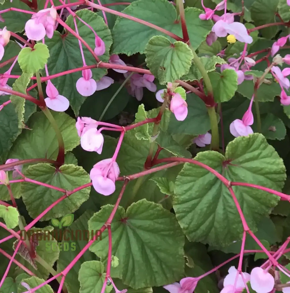 Begonia Grandis Subs Evansiana Seeds For Planting: Elegant Perennial For Enthusiastic Gardeners And