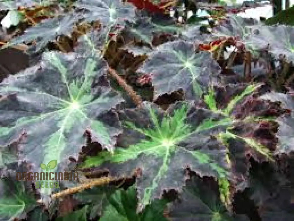 Begonia Heracleifolia Seeds For Planting: Premium Gardening Delight For Enthusiasts Of Distinctive