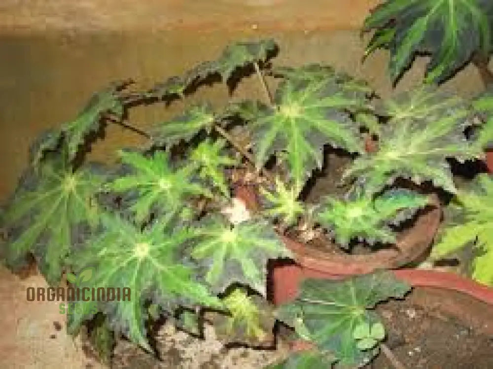 Begonia Heracleifolia Seeds For Planting: Premium Gardening Delight For Enthusiasts Of Distinctive