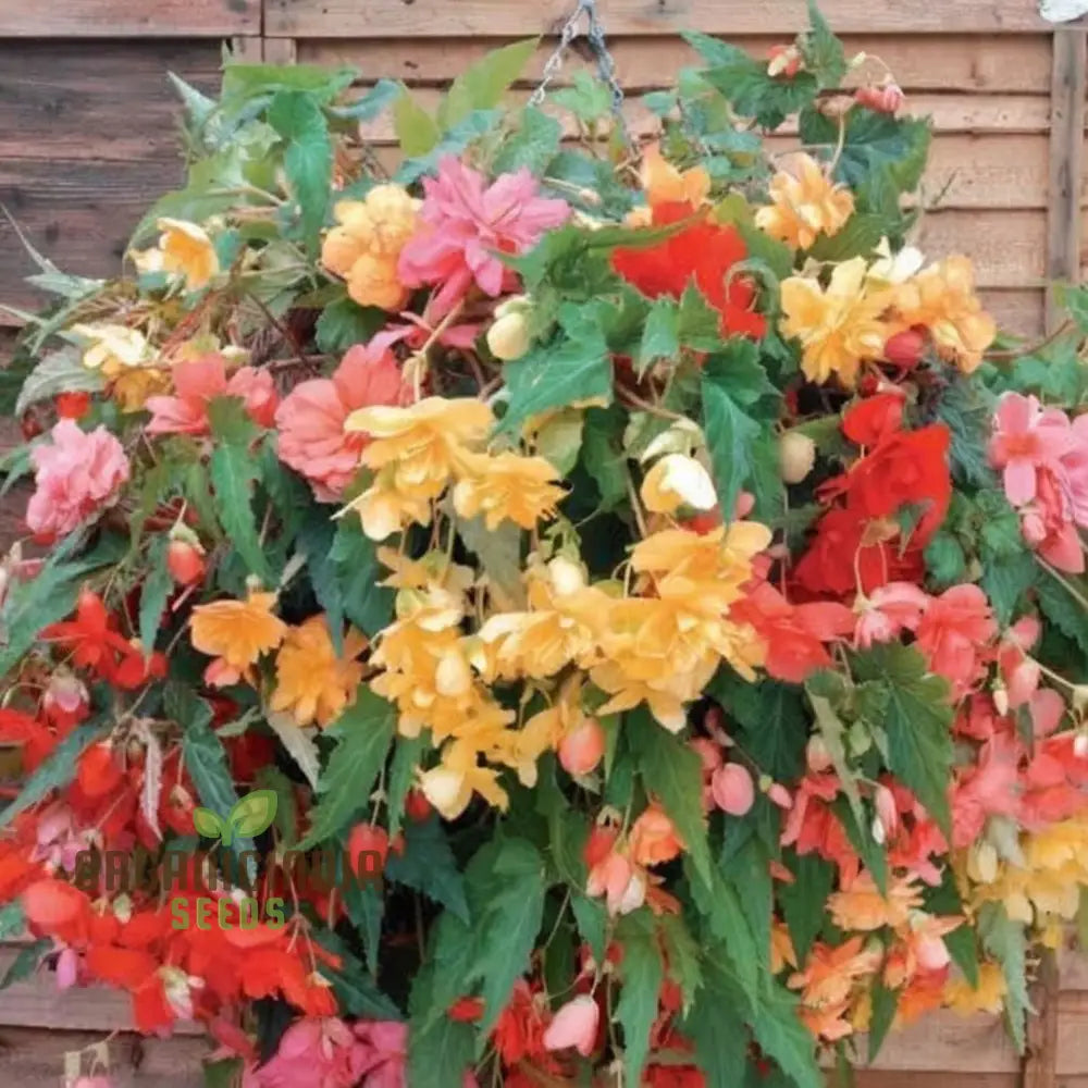 Begonia Illumination Mixed Seeds – Elevate Your Gardening With A Burst Of Radiant Colorful Blooms!