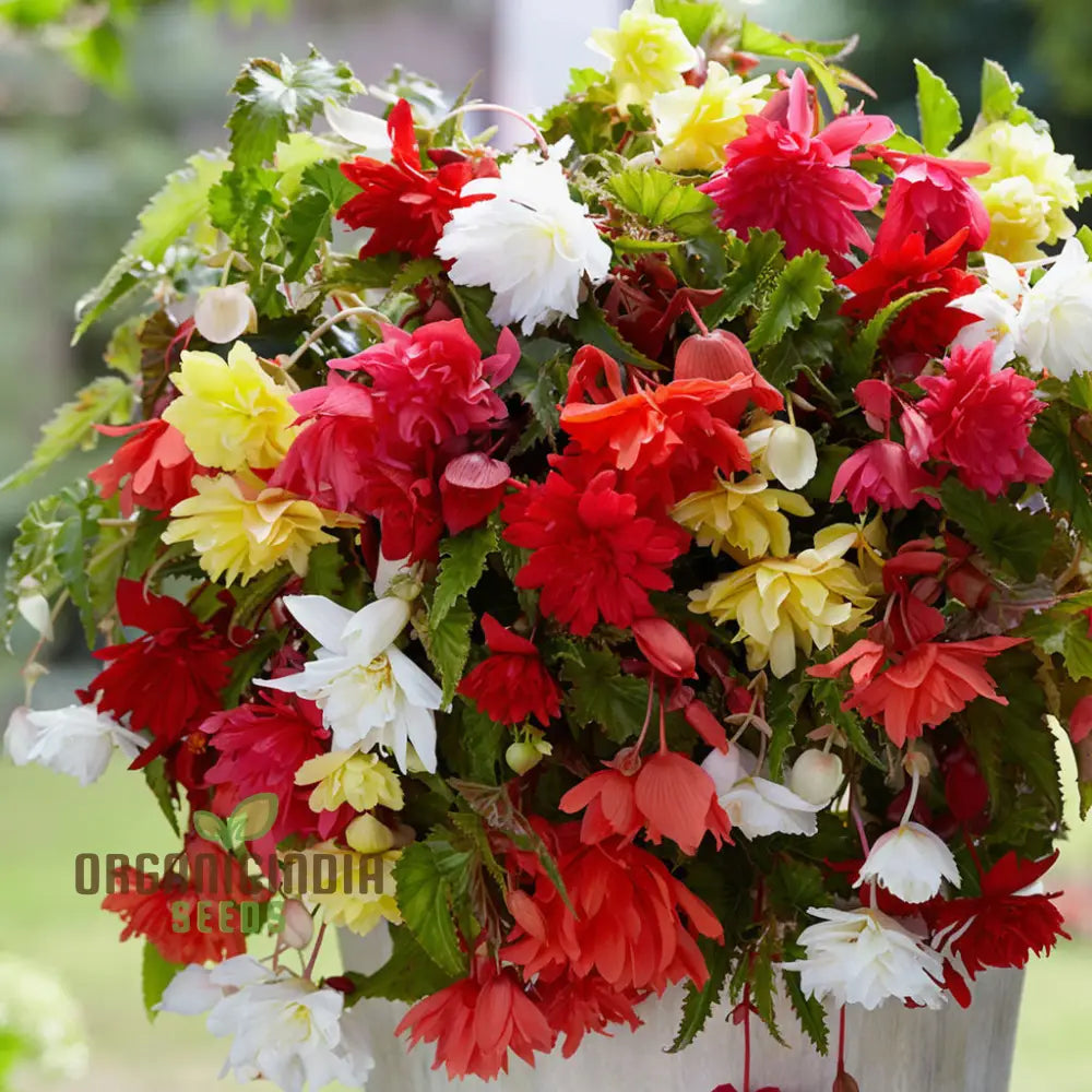 Begonia Illumination Mixed Seeds – Elevate Your Gardening With A Burst Of Radiant Colorful Blooms!