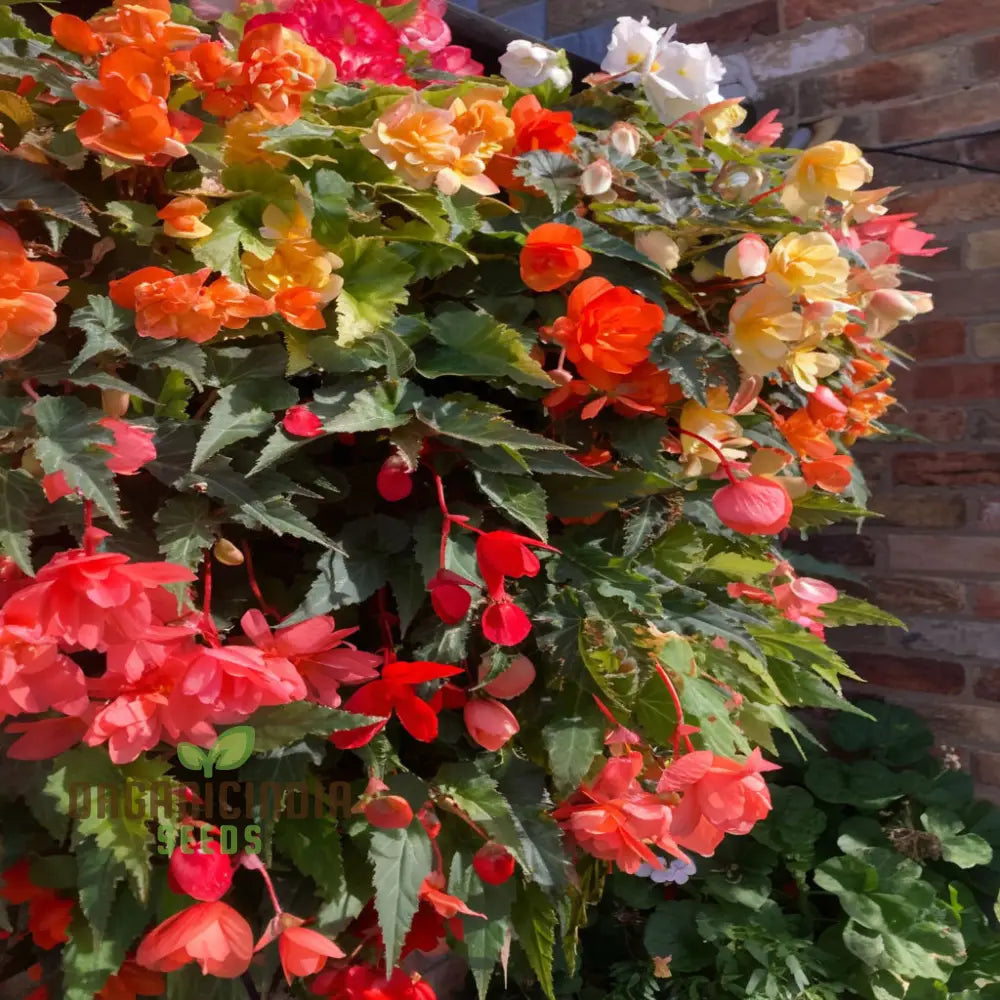 Begonia Illumination Mixed Seeds – Elevate Your Gardening With A Burst Of Radiant Colorful Blooms!