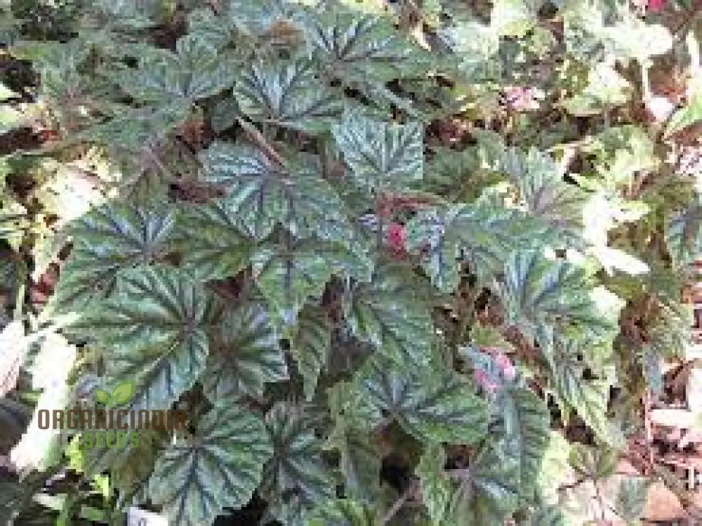 Begonia Incarnata Seeds For Planting: Cultivate Beauty With Our Premium Gardening Delights