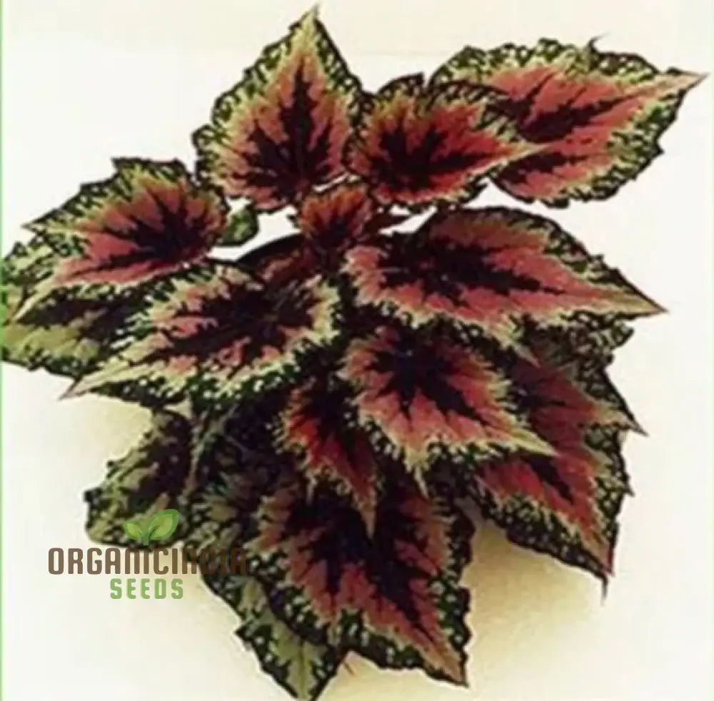 Begonia Seeds For Bonsai Planting – 100 Pcs Flower Seeds