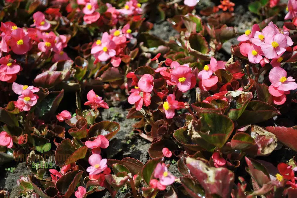 Begonia Sunshine Carpet Seeds - Grow Colorful And Lush Begonias In Your Garden