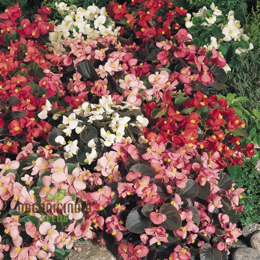 Begonia Sunshine Carpet Seeds - Grow Colorful And Lush Begonias In Your Garden