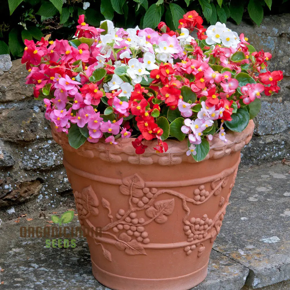 Begonia Sunshine Carpet Seeds - Grow Colorful And Lush Begonias In Your Garden