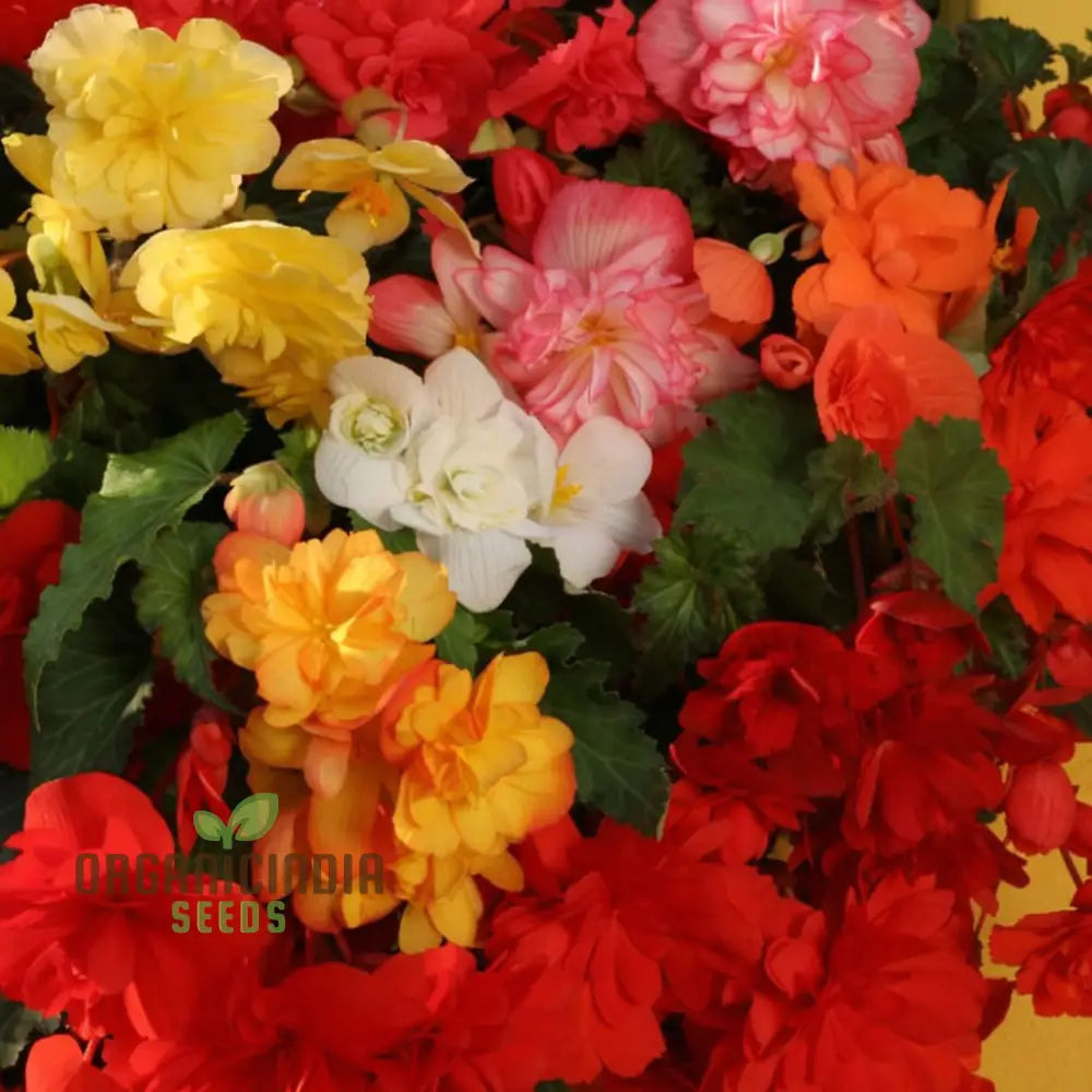 Begonia Tuberhybrida Chanson Mixed F1 Seeds – Elevate Your Gardening Experience With Vibrant