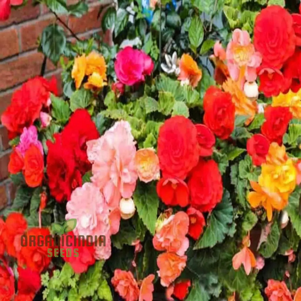 Begonia Tuberhybrida Chanson Mixed F1 Seeds â€“ Elevate Your Gardening Experience With Vibrant