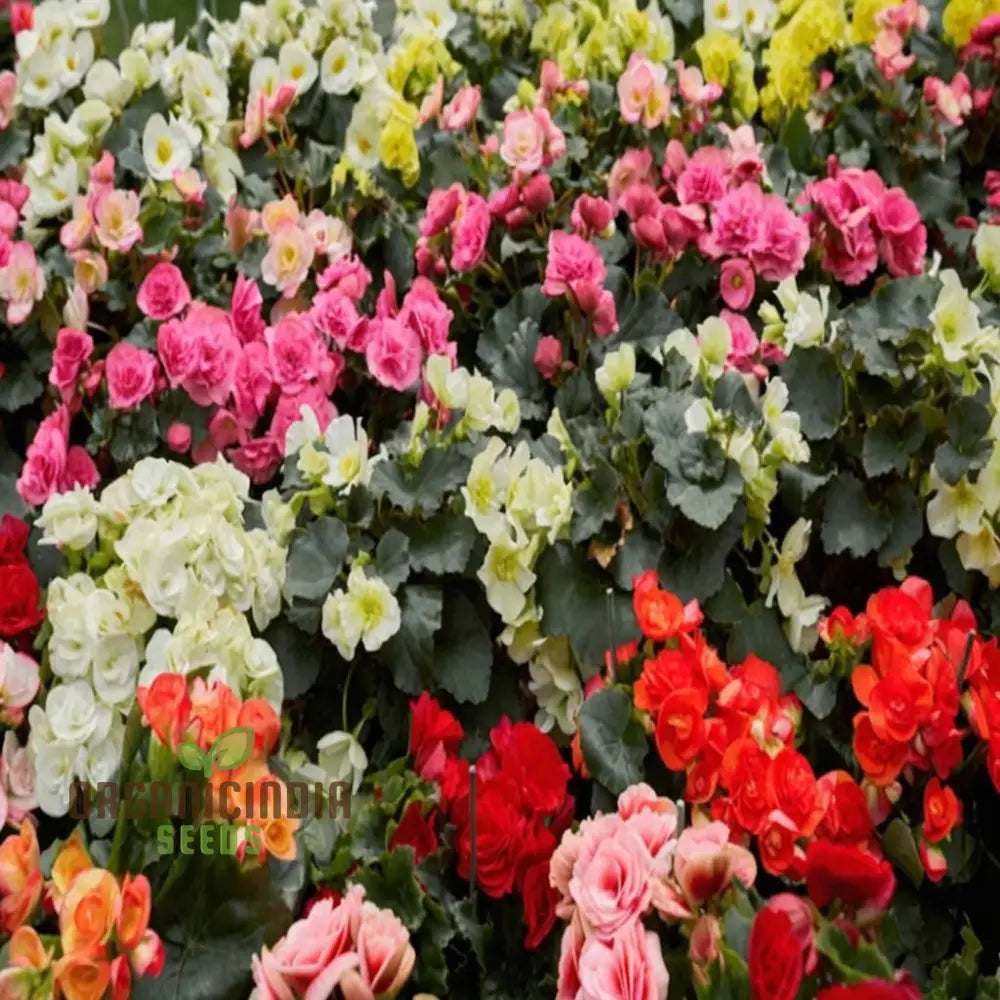 Begonia Tuberhybrida Chanson Mixed F1 Seeds â€“ Elevate Your Gardening Experience With Vibrant