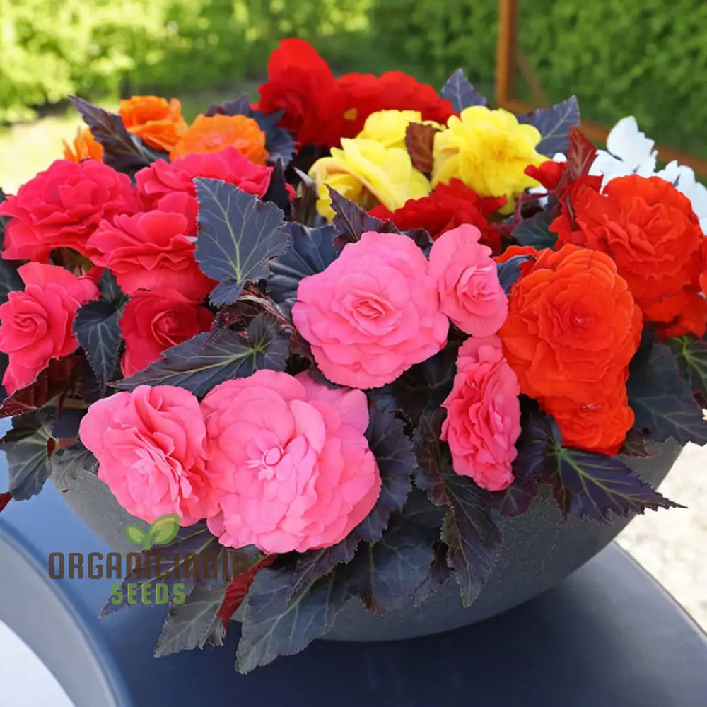 Begonia Tuberhybrida Non-Stop Mocca Mixed Pellets – Experience Gardening Excellence With A