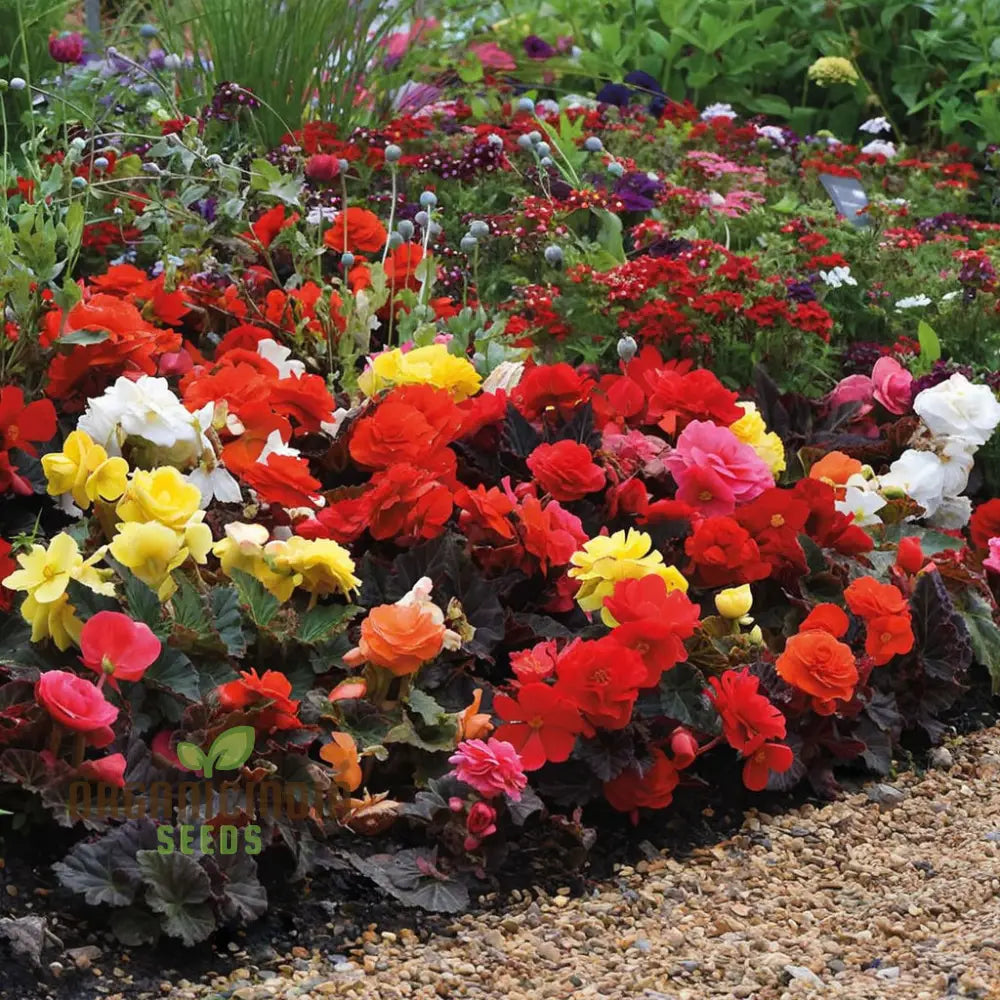 Begonia Tuberhybrida Non-Stop Mocca Mixed Pellets – Experience Gardening Excellence With A