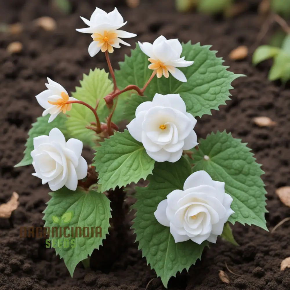 Begonia Tuberosa Double White Flower Seeds Create A Stunning Garden Annuals