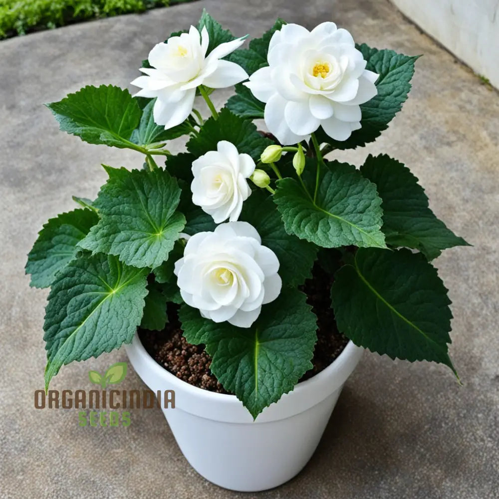 Begonia Tuberosa Double White Flower Seeds Create A Stunning Garden Annuals