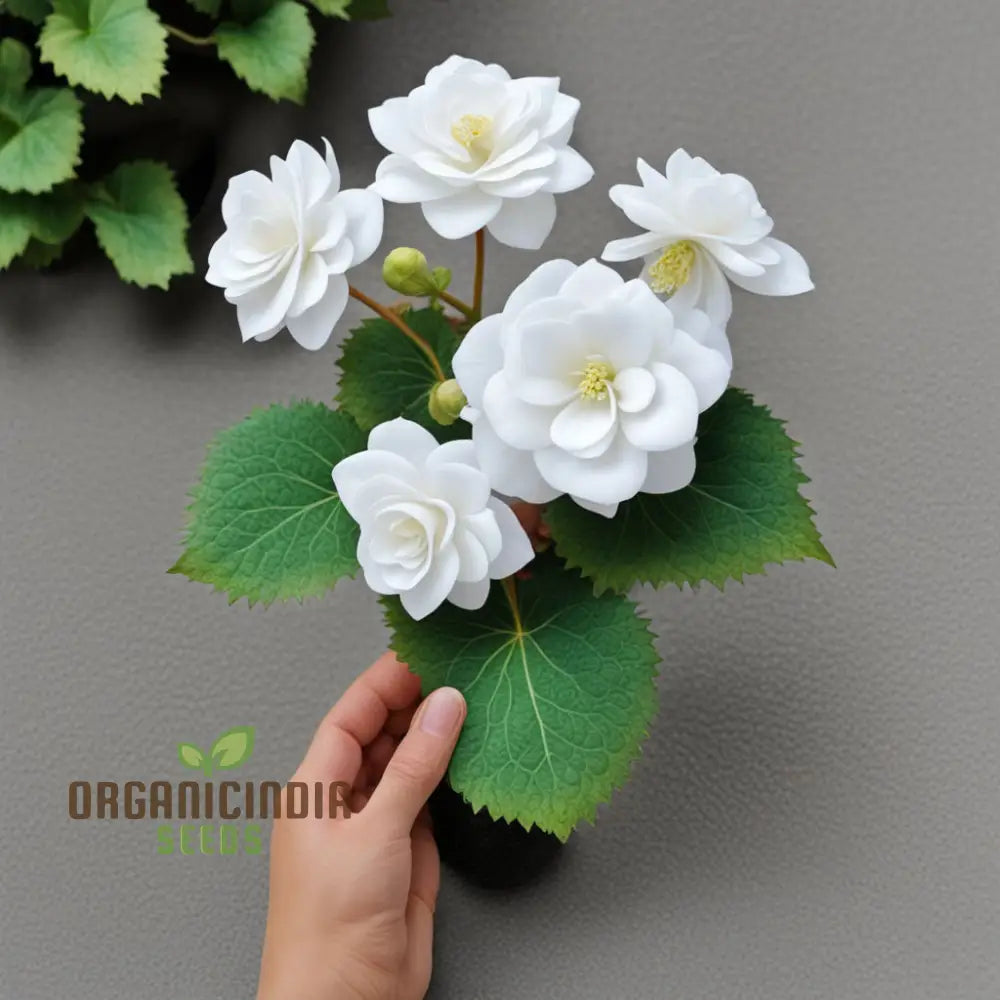 Begonia Tuberosa Double White Flower Seeds Create A Stunning Garden Annuals