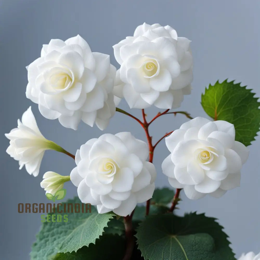 Begonia Tuberosa Double White Flower Seeds Create A Stunning Garden Annuals