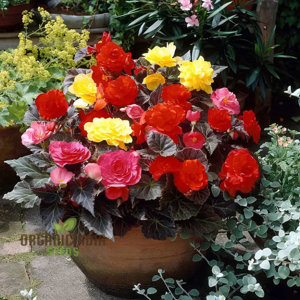 Begonia Tuberous Non-Stop Mocca F1 Mixed - Year-Round Blooms For Your Garden