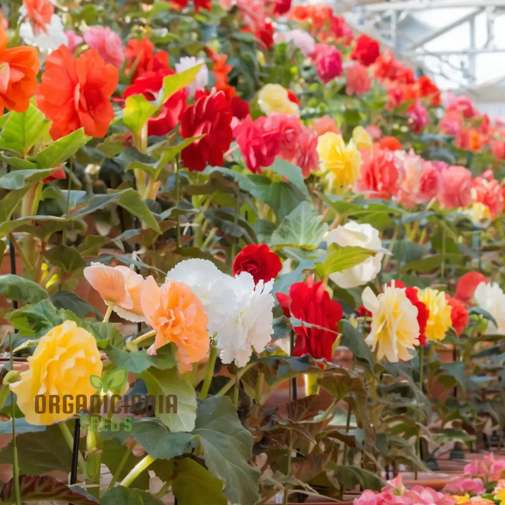 Begonia Tuberous Non-Stop Mocca F1 Mixed - Year-Round Blooms For Your Garden