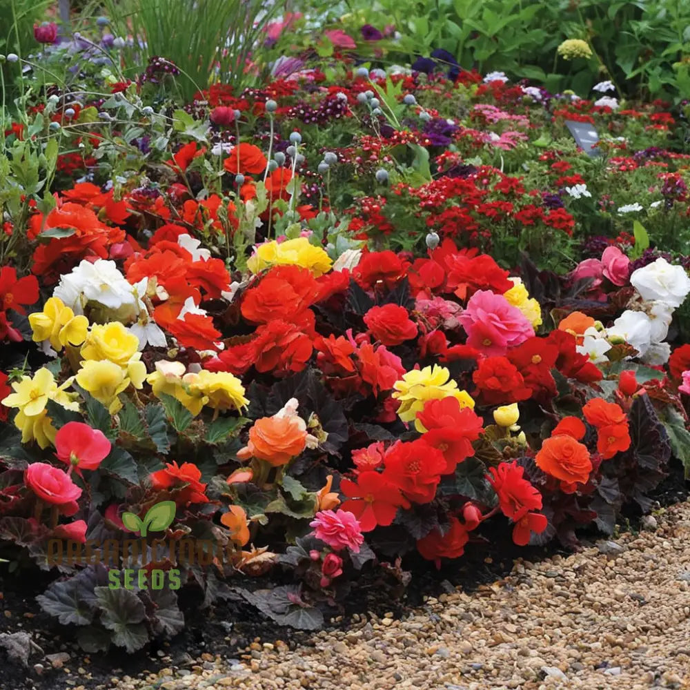 Begonia Tuberous Non-Stop Mocca F1 Mixed - Year-Round Blooms For Your Garden