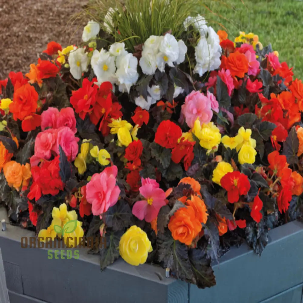 Begonia Tuberous Non-Stop Mocca F1 Mixed - Year-Round Blooms For Your Garden