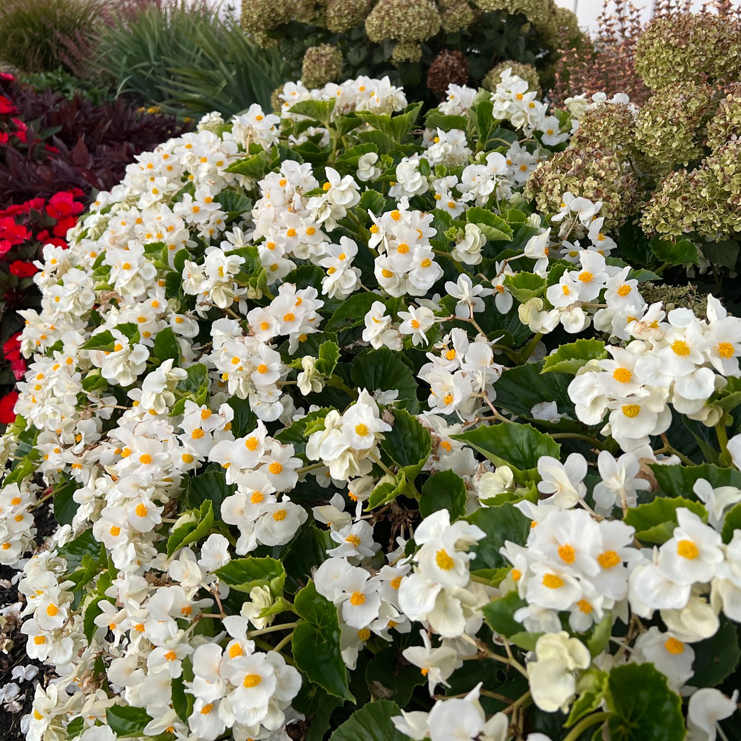 White Begonia Flower Seeds , Elegant Blooms, Shade-Loving, Non-GMO