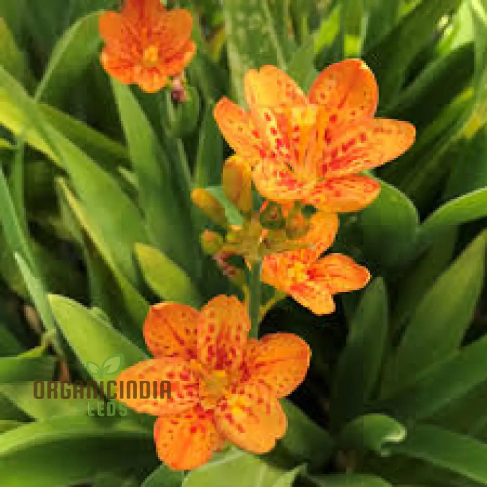 Belamcanda Chinensis Seeds For Planting: Exotic Tiger Lily Of The Garden - Rare Perennial Plant For